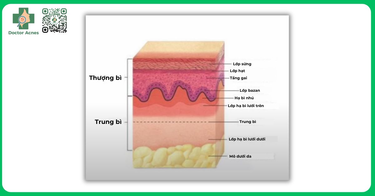 cấu tạo của lớp trung bì