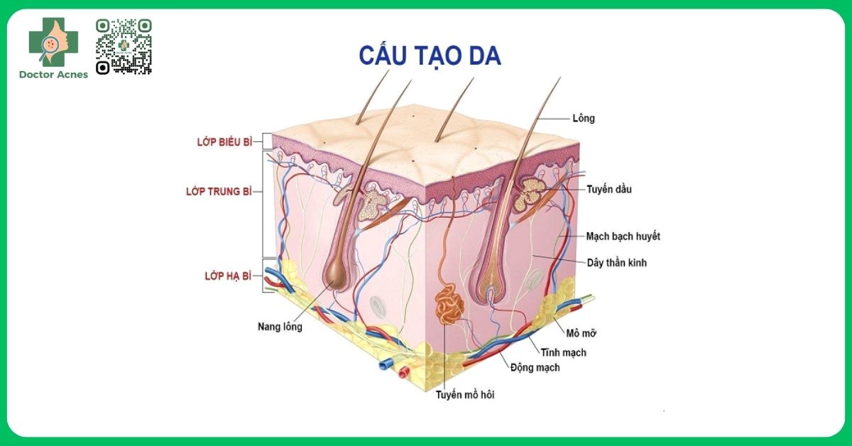 cấu tạo da