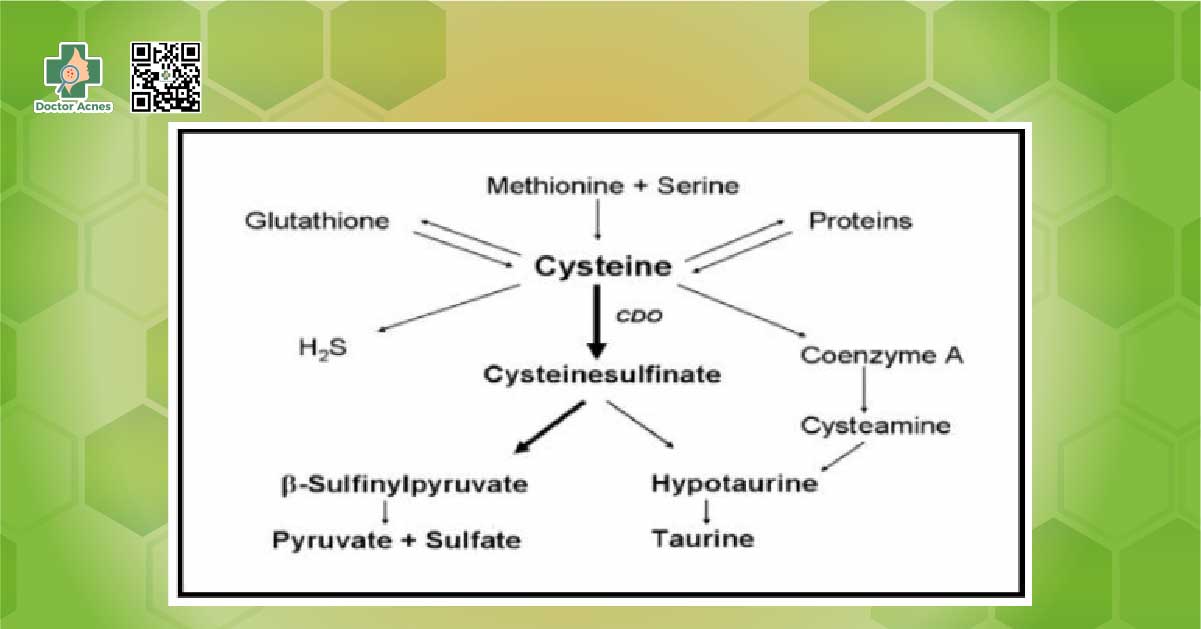  l-cystine có tác dụng gì