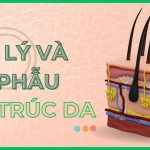 Sinh lý và giải phẫu cấu trúc da