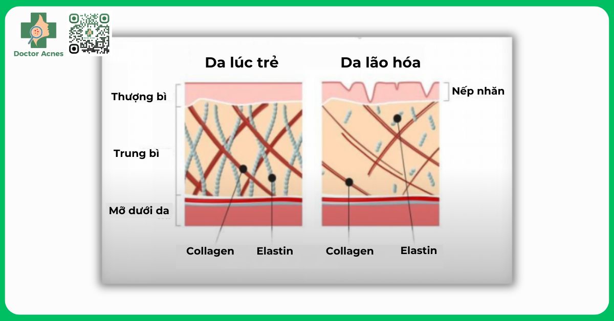 sự khác biệt giữa làn da lúc trẻ và lớn tuổi