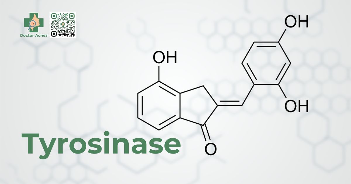 Enzyme Tyrosinase là gì? Tìm hiểu vai trò và phương pháp ức chế hiệu quả