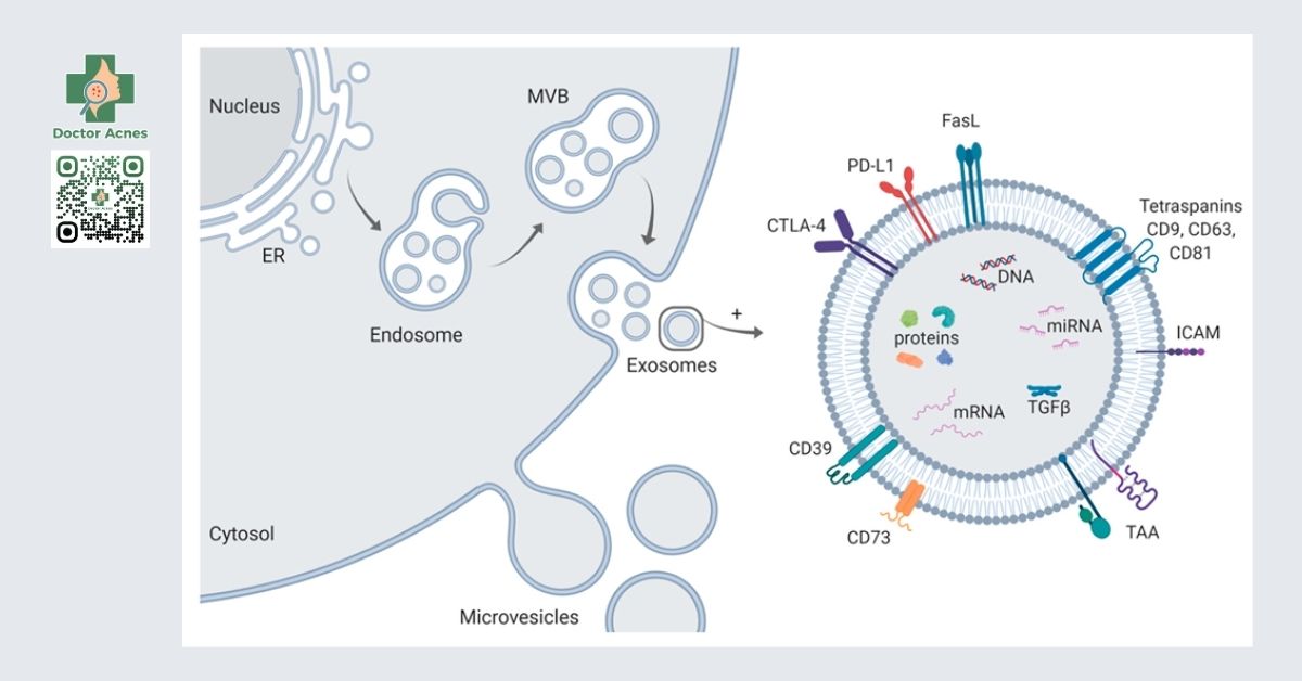 cấu trúc exosome