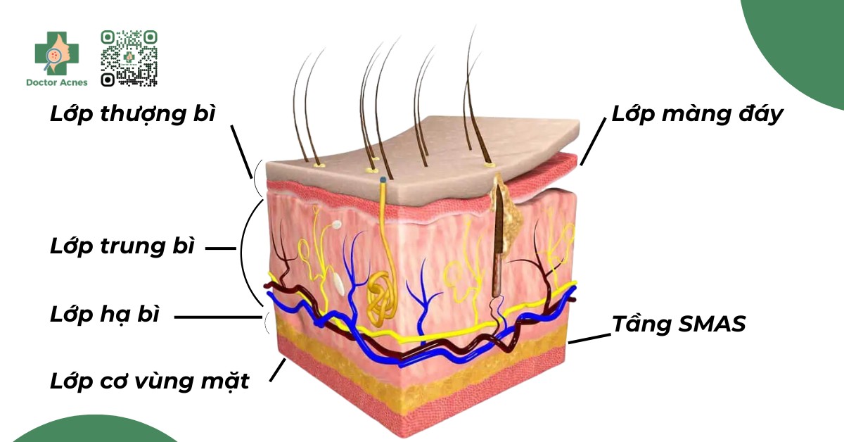 các tầng lớp da