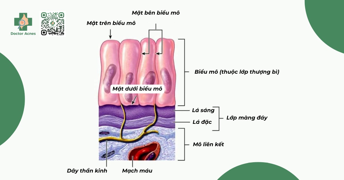 cấu trúc màng đáy