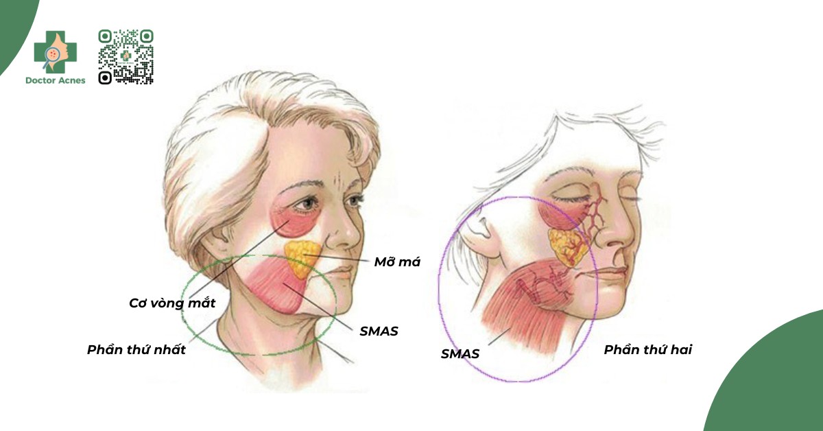 cấu trúc tầng smas