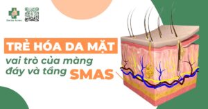 vai trò của màng đáy và tầng smas