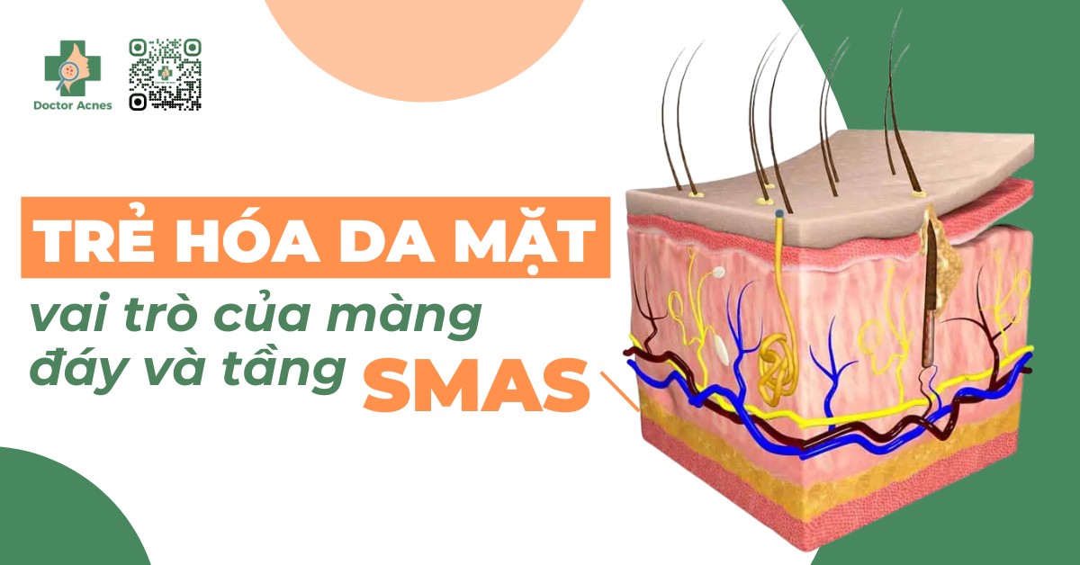 vai trò của màng đáy và tầng smas