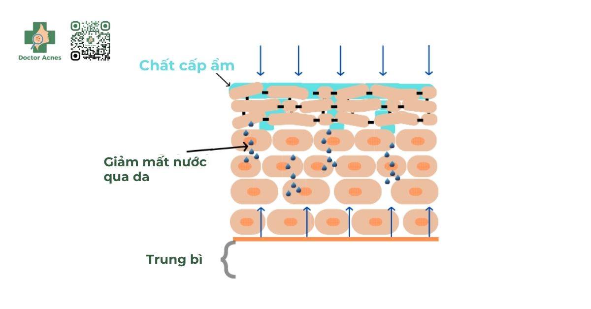 chất cấp ẩm