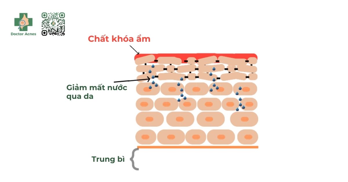 chất khóa ẩm