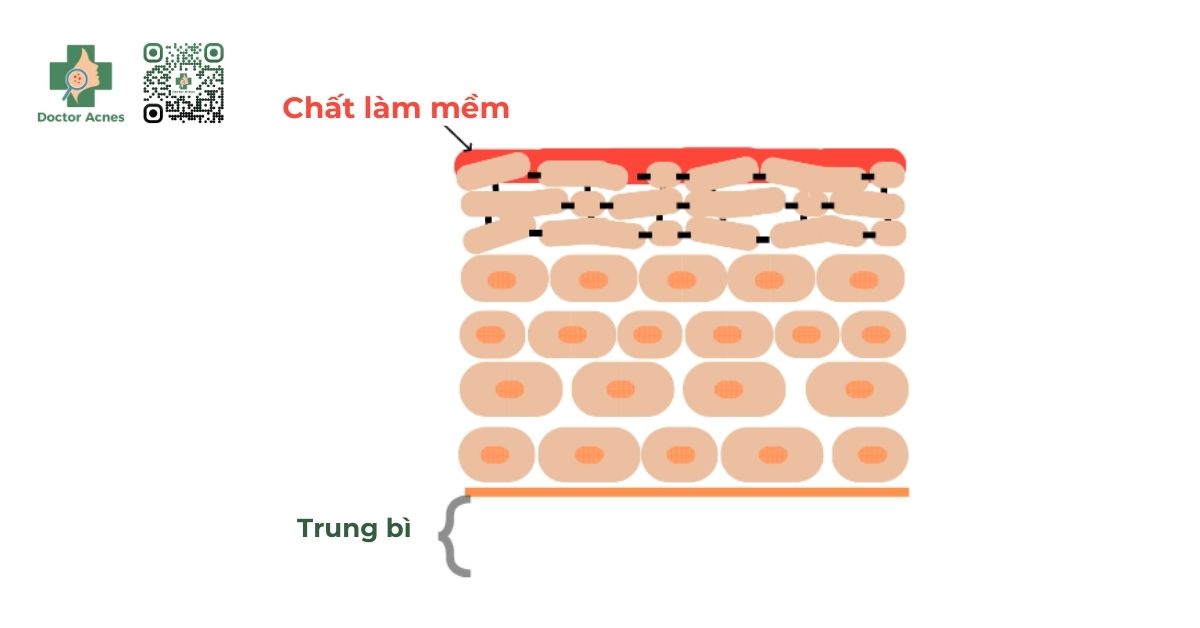 chất làm mềm