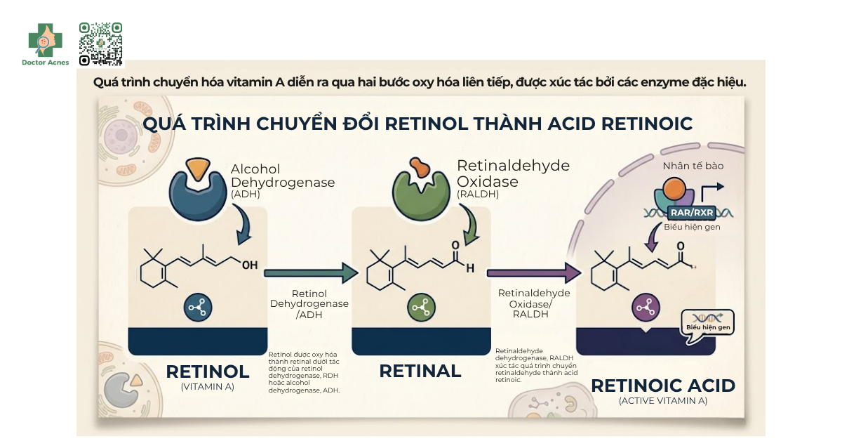 Cơ chế hoạt động và quá trình chuyển hóa trên da